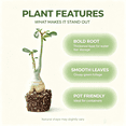 thumbnail image 3 of Desert Rose, Low Maintenance - Easy Grow - Ideal for Beds Borders, Plant Pots & Planters, 3 of 5