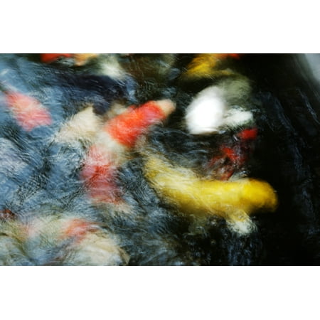 Japan Tokyo Koi In Pond Stretched Canvas - Larry Dale Gordon  Design Pics (17 x