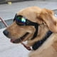 thumbnail image 1 of Gafas de sol para mascotas con correa, gafas Uv para perros con correa ajustable para la barbilla, kaili Sencillez, 1 of 2