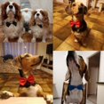 thumbnail image 2 of Collar para perros y gatos, correa ajustable para Collar para gatos, accesorios para perros, pajarita para perros, pajaritas para cachorros, suministros para mascotas, 2 of 5
