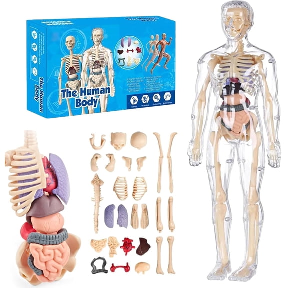 Clear Human Body Structure Model, Human Body Model, 29 Piece Anatomy Model Kit with Bones, Organs, Muscles, Removable Assembled Human Anatomy Model for Students, Teachers