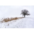 thumbnail image 2 of Riml, Ludwig 24x17 Black Ornate Wood Framed with Double Matting Museum Art Print Titled - Oak in Fog, 2 of 4