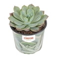 thumbnail image 1 of Suculenta en maceta, 1 of 2