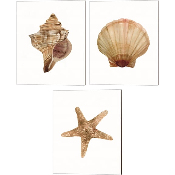 Great Art Now Neutral Shell Collection by Stellar Design Studio 3 Piece Canvas Art Set Each 12"W x 15"H