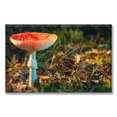 thumbnail image 1 of Cuadro Canva Pixtreats Hongo Matamoscas 40X60 cm, 1 of 4