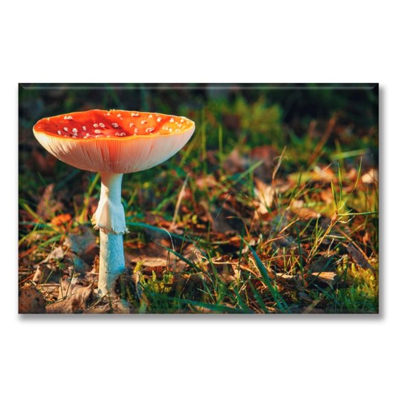 Cuadro Canva Pixtreats Hongo Matamoscas 40X60 cm