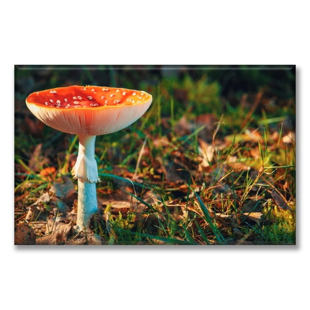 Cuadro Canva Pixtreats Hongo Matamoscas 40X60 cm