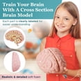 thumbnail image 3 of Modelo de cerebro de espuma, sección transversal de Merhoff y Larkin con figuras, 3 of 7