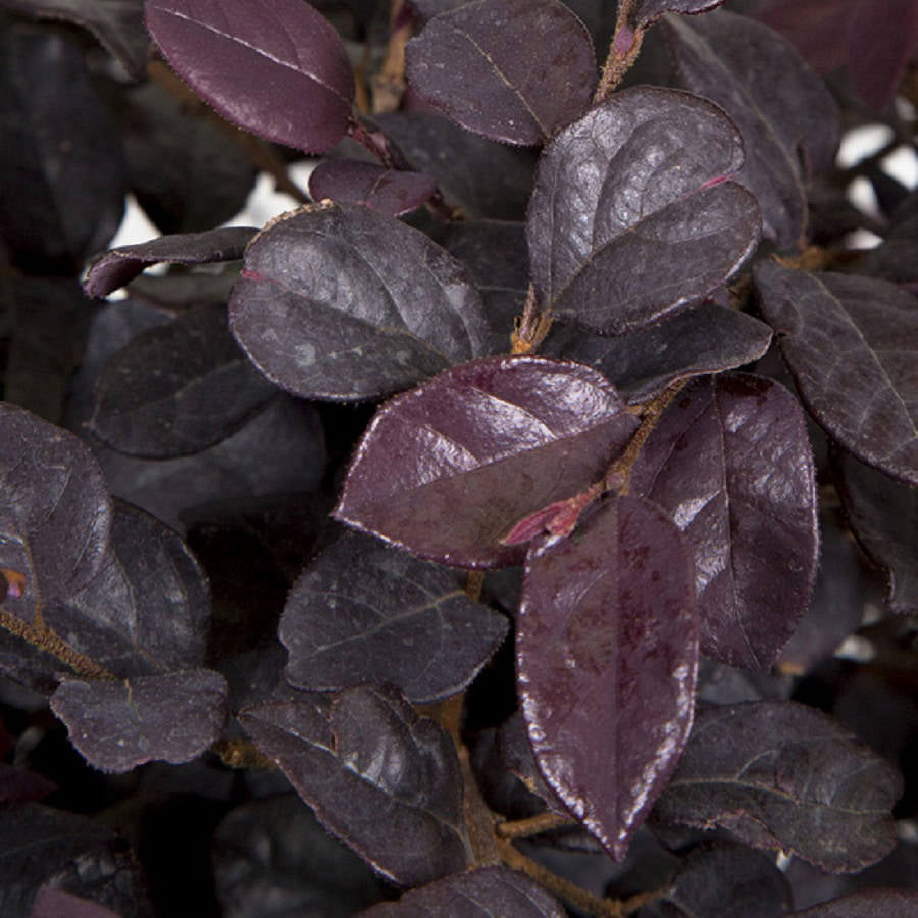 Southern Living Red Diamond Loropetalum Live Shrub in 3-Gallon Grower Pot