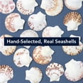 thumbnail image 4 of American Art Decor Seashell Shadowbox Set - 2-pc Natural Scallop Shell Wall Art, Champagne Frame on Blue Linen - Coastal Wall Decor for Living Room, Bedroom, Bathroom, Office, 4 of 11
