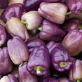 thumbnail image 4 of Sweet Lilac Purple Bell Pepper Seeds for Planting, 50+ Heirloom Seeds Per Packet Non GMO Seeds, Scientific Name Capsicum annuum, Great Home Garden Gift, 4 of 8