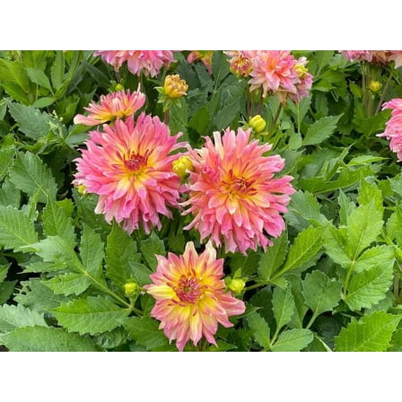 Go-Go Pink Yellow Dahlia - Top Size Root Clump - Compact/Low Growing