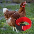 thumbnail image 3 of Walbest 2 Pack Chicken Collars Anti Crow Noise Free Rooster Belt Adjustable Buckle Poultry Ducks Collar, 3 of 6