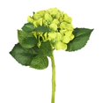 thumbnail image 1 of Short Hydrangea X2 Floral Stem, Green - Pack of 3, 1 of 1