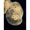 thumbnail image 2 of Vision Studio 25x32 White Modern Wood Framed Museum Art Print Titled - Graphic Jellyfish II, 2 of 4