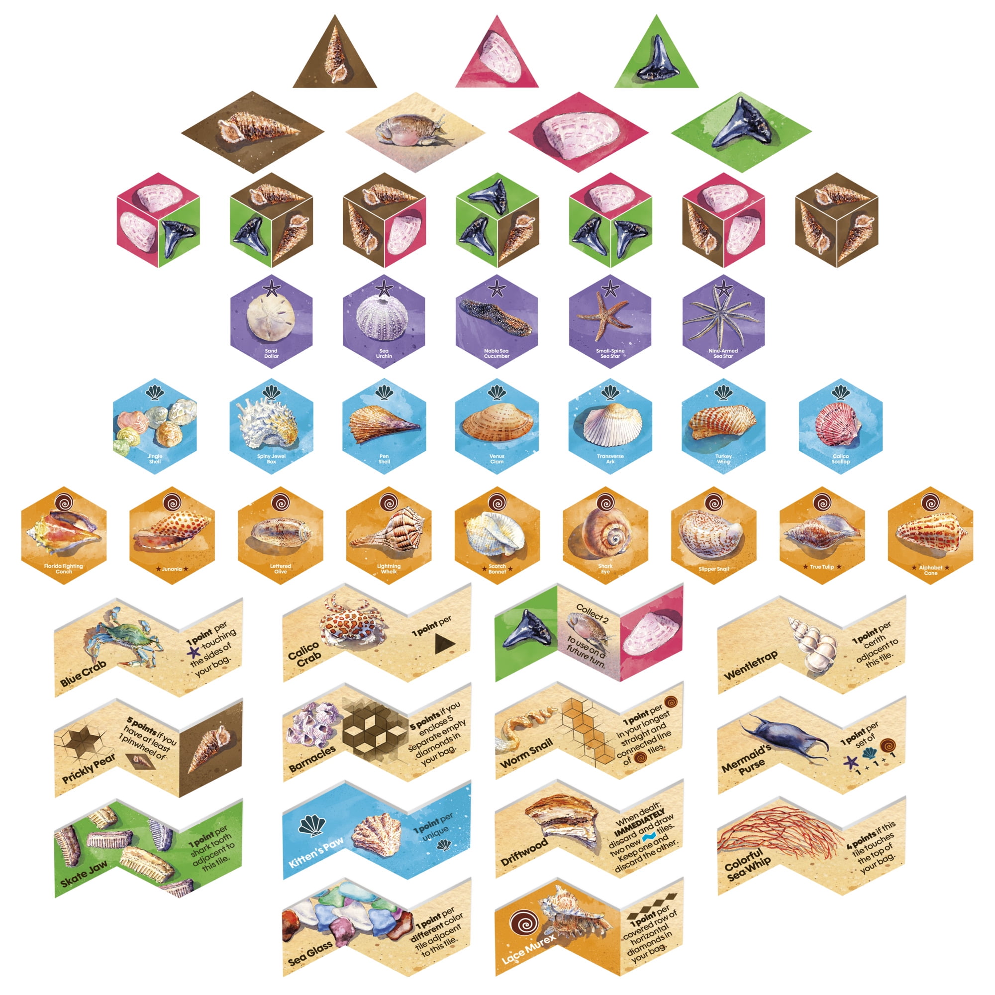 Sanibel Board Game, Relaxing Tile Placement Family Game About Collecting Shells, Fun Summer Activities for Kids & Families, Birthday Gifts, Ages 10+