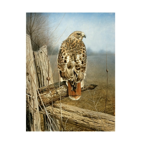 Trademark Fine Art Rusty Frentner Red Tailed Hawk Canvas Wall Art - 18x24
