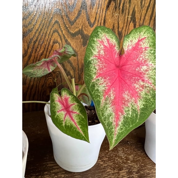 Blue Buddha Farm: Rosebud Caladium (2 Bulbs) - Easy to Grow Indoor or Outdoor Perennial Plant