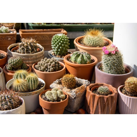 50 CACTUS MIX 'Finest Mixed' Succulent Flower Plant Seeds