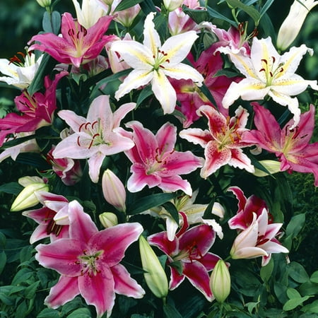 Euroblooms Lily Oriental Mix 6 Flower Bulbs - 