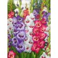 thumbnail image 1 of Tasc Flower Bulbs- Gladiolus Large Flowering Fiorentina, Vandohla & Vista- Annual, 1 of 2