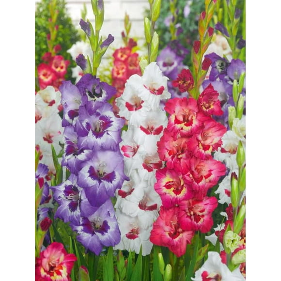 Cut Flower Collection, Cut Flower Collection 15 Bulbs