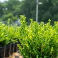 thumbnail image 6 of Perfect Plants Winter Gem Boxwood 1 Gallon, 6 of 9