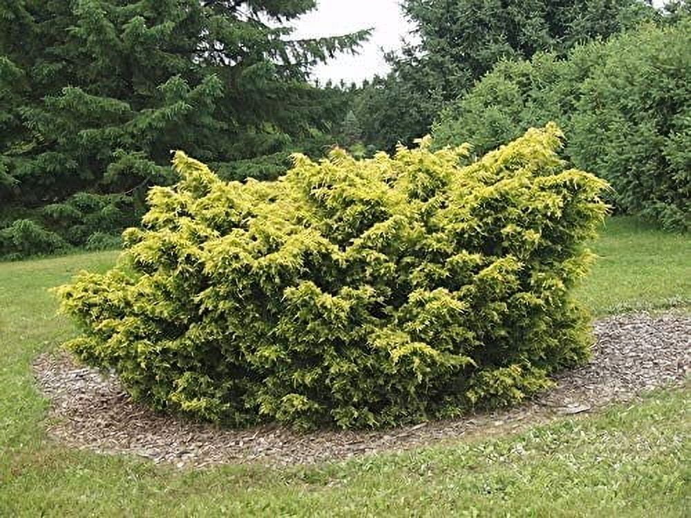 Saybrook Gold Juniper - 30 Live Plants - Juniperus Chinensis - Hardy Evergreen Ground Cover