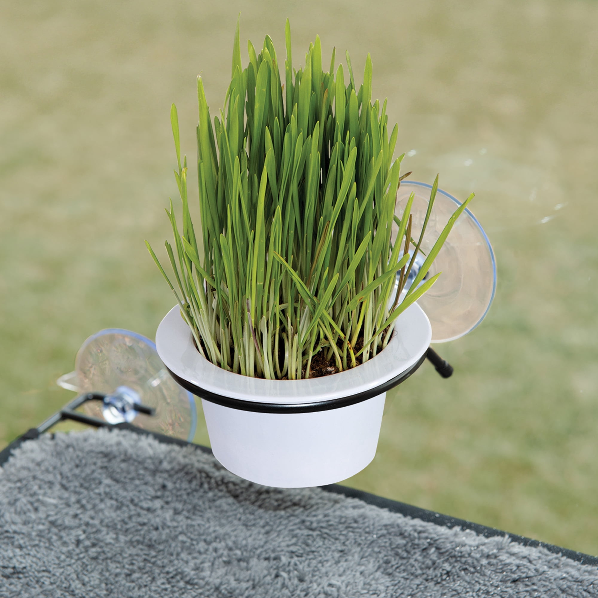 K&H Pet Products EZ Mount Window Cat Grass Grow Station Black 5.25 X 4 X 4 Inches