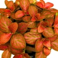 thumbnail image 3 of Red Fittonia Albivenis Nerve Plant, 4 inch, Silver Net Leaf, Mosaic Jewel Creeping Indoor Plant verschaffeltii, 3 of 7