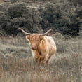 thumbnail image 2 of Frank, Assaf 15x15 Gold Ornate Wood Framed with Double Matting Museum Art Print Titled - Highland Cow I, 2 of 4