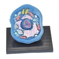 thumbnail image 5 of Kokiya Animal Cell Model Clearly Teaching Model for Display Classroom Study, 5 of 9