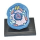 thumbnail image 5 of Modelo de anatomía celular Modelo anatómico, Ver los principales orgánulos Suministros de enseñanza, Kit de ciencias de biología, para el aprendizaje, 5 of 10