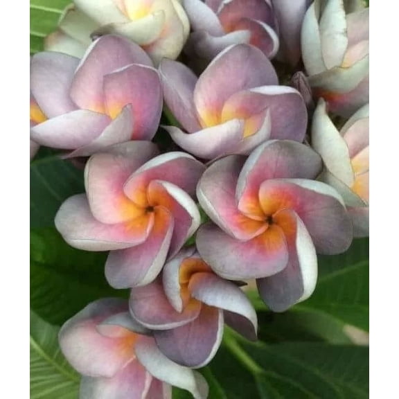 10 Periwinkle Orange Plumeria Seeds – Fragrant Frangipani Tropical Flower Tree – Perennial Plant for Garden or Containers