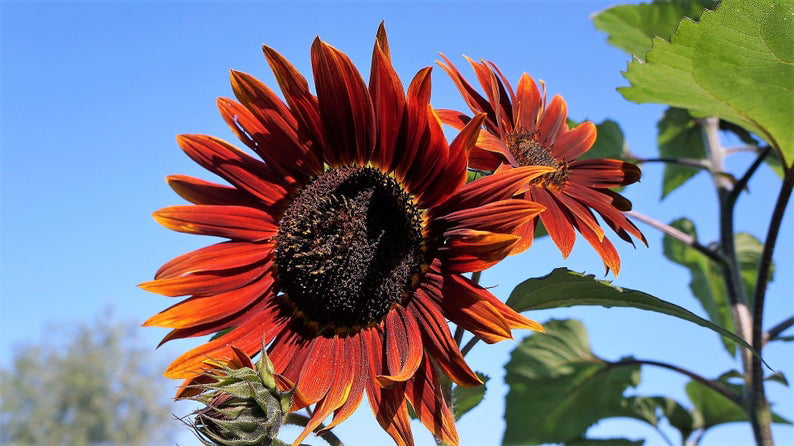 20PCS Giant Red Sunflower Seeds Helianthus Annuus Flower Plant Garden Home Decor 
