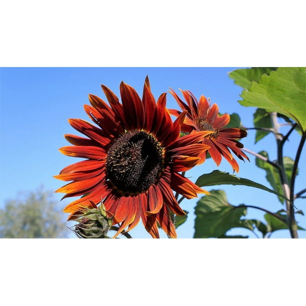 25 CHOCOLATE CHERRY SUNFLOWER Helianthus Annuus Red ...