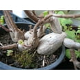 thumbnail image 4 of Zen Buddha Swedish Ivy - Plectranthus ernstii - 2.5" Pot - House Plant or Bonsai, 4 of 4