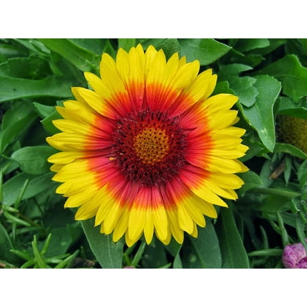 Mesa™ Bright Bicolor Blanket Flower - Gaillardia - Quart Pot - Live Plant