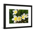 thumbnail image 1 of Plumeria Flowers, Island of Kauai, Hawaii, Botanical Framed Art Print Wall Art by Russ Bishop Sold by Art.Com, 1 of 5