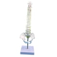 thumbnail image 3 of BELOVING Human Spine Model Desktop Decoration Flexible for Science Study Teaching Aid without femur, 3 of 9