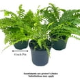 thumbnail image 2 of Boston Fern Assortment, 3 Different 4 inch Boston Ferns, Nephrolepis exaltata Variety Mix, 2 of 9