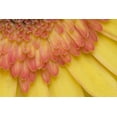 thumbnail image 2 of Clemons, Kathleen 32x23 Black Ornate Wood Framed with Double Matting Museum Art Print Titled - ME, Harpswell Yellow and pink gerbera daisy, 2 of 4