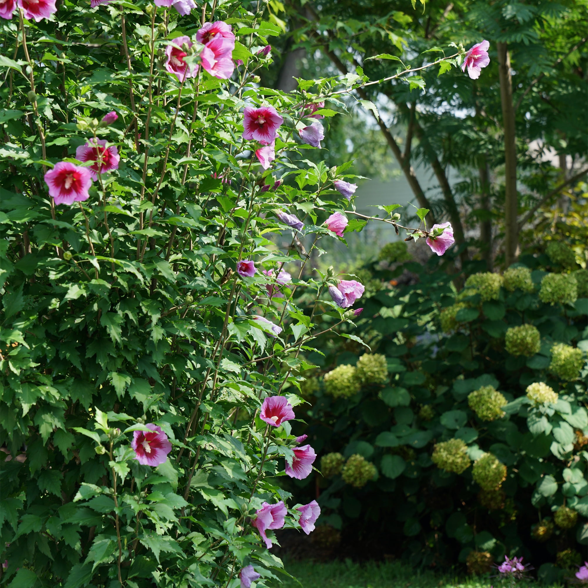 Proven Winners ColorChoice Purple Pillar Hibiscus Live Shrub (5 Gallon)
