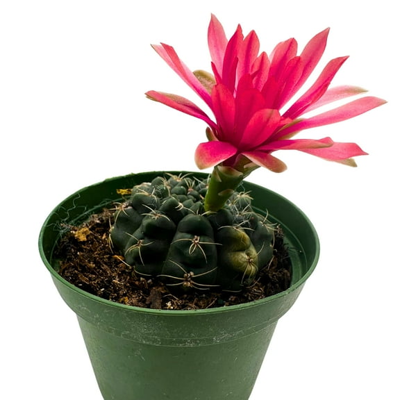 Gymnocalycium baldianum Thread Cactus, Very Filled 4 inch Pot