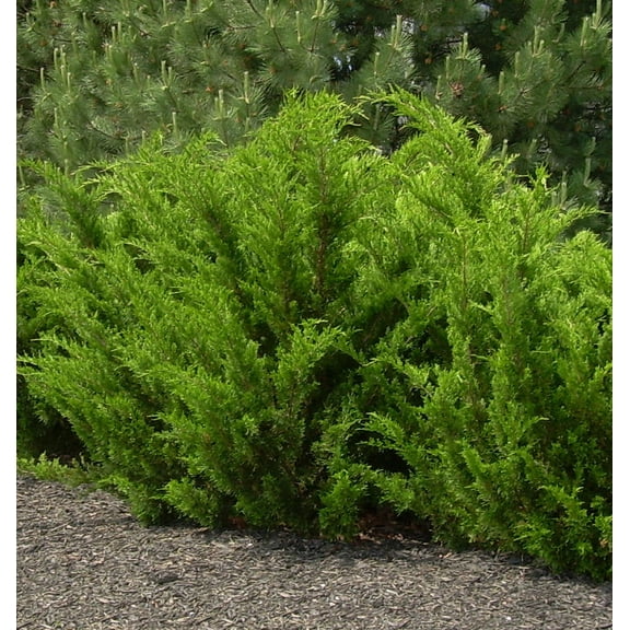 Sea Green Juniper - 3 Gallon Evergreen Shrub