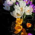 thumbnail image 3 of HJADGG 10pcs Mixed Color Crocus Bulbs-Spring Blooming Fall Planting Bulbs, Assorted Colors Dutch Crocus Corms for Gardens, Containers & Naturalizing Easy to Plant Perennial Flower Bulbs (10), 3 of 5