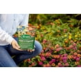 thumbnail image 3 of Scotts All Purpose Flower & Vegetable Continuous Release Plant Food, 3 lb., 3 of 5