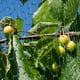 thumbnail image 2 of 3 Plantas De Protección Contra Malla De Malla Antipájaros De Tamaño Plantas Veg Cultivos Jardín Los 2x5m, 2 of 8