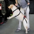 thumbnail image 2 of Total Pet Health TP6964 24 83 Lift & Go Lead S Red, 2 of 7