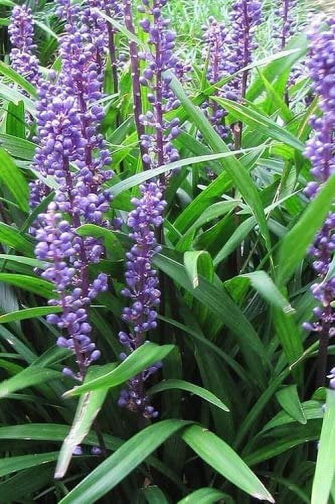 Emerald Goddess Liriope Muscari - 10 Live Plants - Drought Tolerant Low Maintenance Evergreen Ground Cover Grass